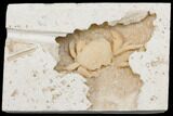 Fossil Crab (Potamon) Preserved in Travertine - Turkey #145053-2